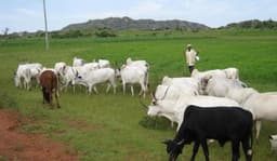 Ranching fever grips herders, communities