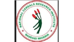 Research Institute produces Africa’s first Zinc-Biofortified rice seeds
