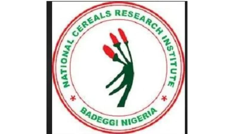 Research Institute produces Africa’s first Zinc-Biofortified rice seeds