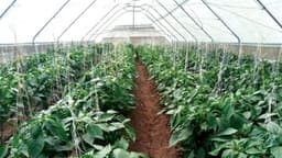 Nigerian launches indoor vegetable farm in Canada