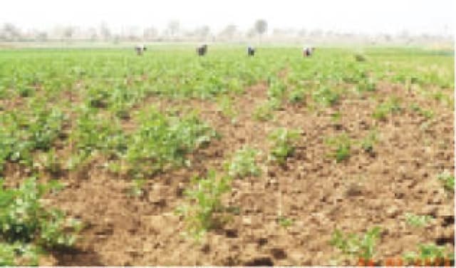 Late rain threatens food production