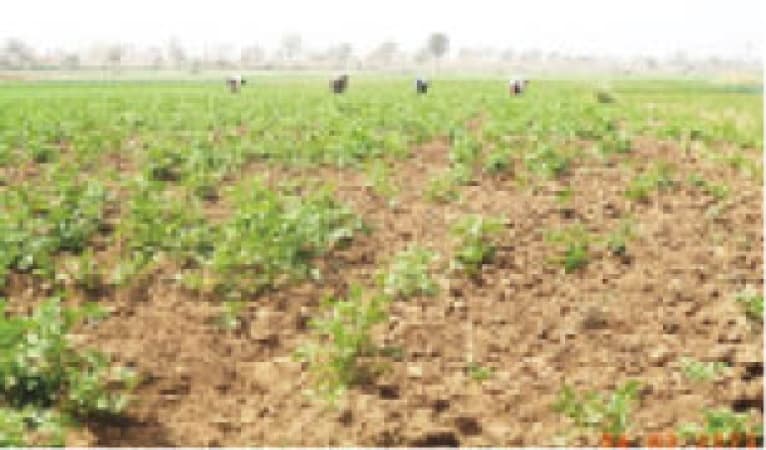 Late rain threatens food production