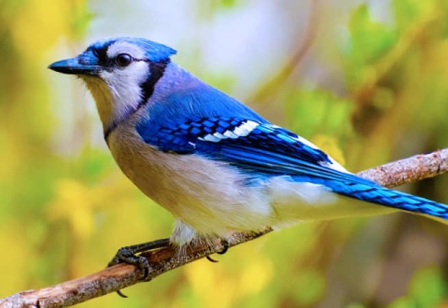 Scientists detect Sindbis virus in Plateau birds, urge zoonotic surveillance