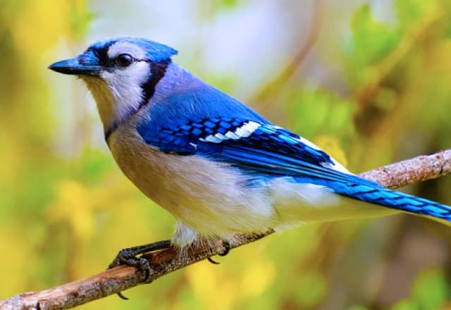 Scientists detect Sindbis virus in Plateau birds, urge zoonotic surveillance