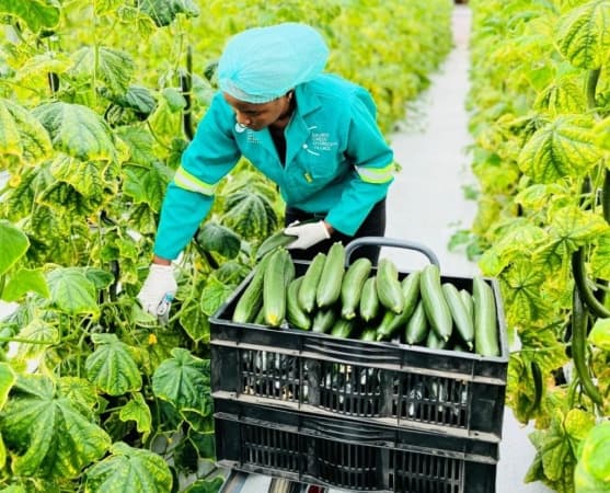 Excitement in Taraba as 'cucumber farm' records bumper harvest
