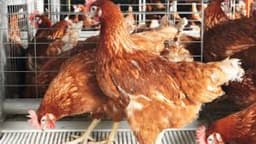 Price hike: Poultry association to set up sales points at LGAs