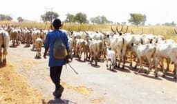 Benue farmers raise alarm over influx of herdsmen, cattle to communities