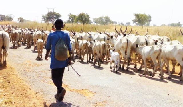Benue farmers raise alarm over influx of herdsmen, cattle to communities
