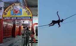 Death, injuries as monkeys snap electric cable, spark deadly stampede 