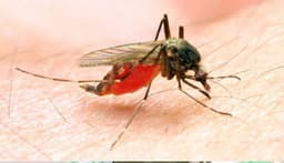 Malaria kills 9 Nigerians every hour — SFH