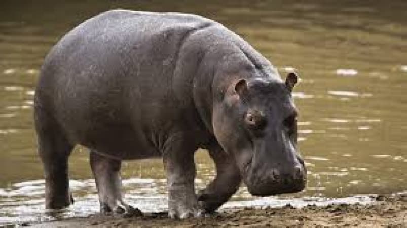 Displaced hippos kill one, attack communities in Adamawa