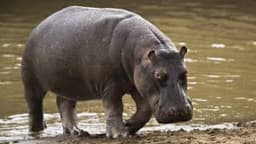 Displaced hippos kill one, attack communities in Adamawa
