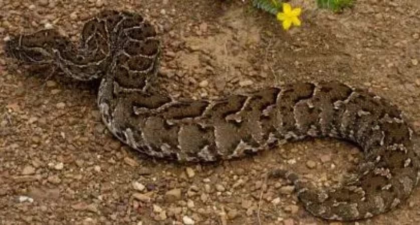 Alleged killing of python for ritual sparks tension in Bayelsa community