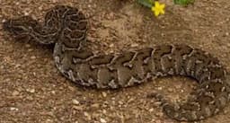 Alleged killing of python for ritual sparks tension in Bayelsa community