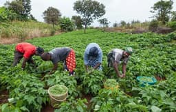 Bandits driving us off our farms — Plateau farmers lament