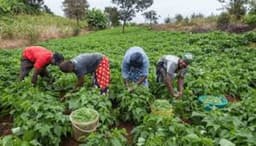 Produce tax threatens food security — POFON