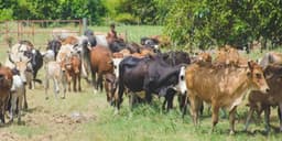 FG to set up livestock breeding centres in 6 geopolitical zones