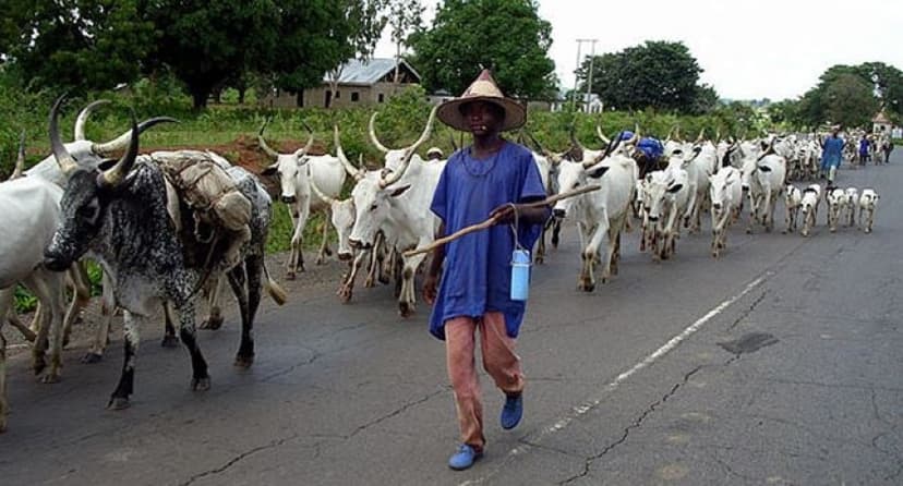 We lost 340 cattle to rustlers in July, says Benue Miyetti Allah