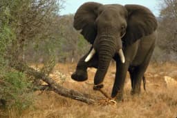 Just in: Elephant kills farmer in Ogun