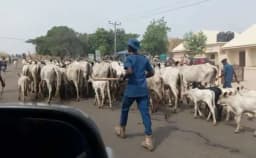 Open grazing: Herders risk 3-yr jail term, confiscation of cattle — Ogun govt warns
