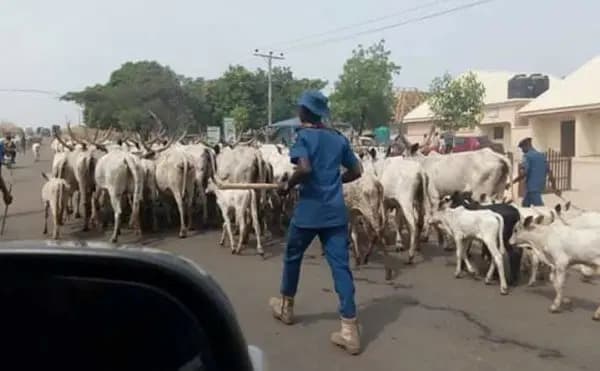Open grazing: Herders risk 3-yr jail term, confiscation of cattle — Ogun govt warns