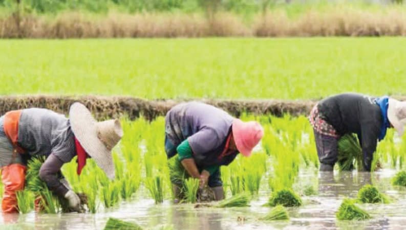 Heavy rains threaten rice production — Ebonyi farmers
