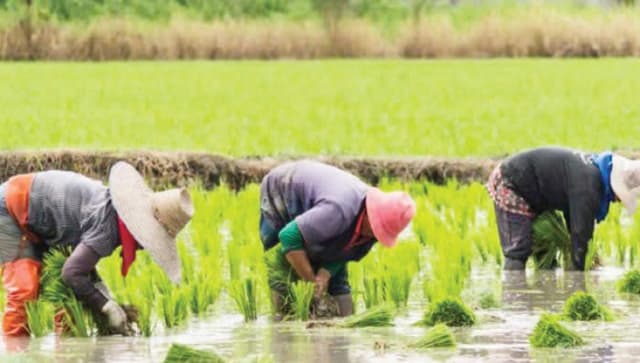 Heavy rains threaten rice production ? Ebonyi farmers