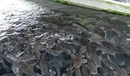 Flash floods: Lagos fish farmers lament N150M loss, seek govt intervention