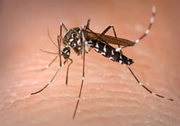 NCDC issues alert on outbreak of Chikungunya viral disease transmitted by mosquitoes