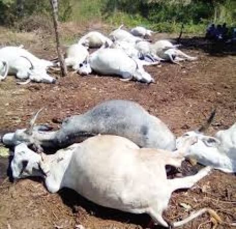Residents protest Bauchi farmer’s murder, kill 20 cows