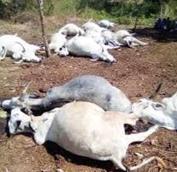Residents protest Bauchi farmer’s murder, kill 20 cows