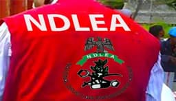 Suspected notorious drug dealer nabbed in Kano