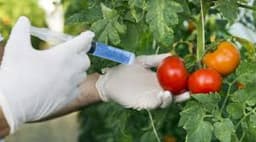 80 CSOs accuse NAFDAC, NBMA of inconsistency on GMOs