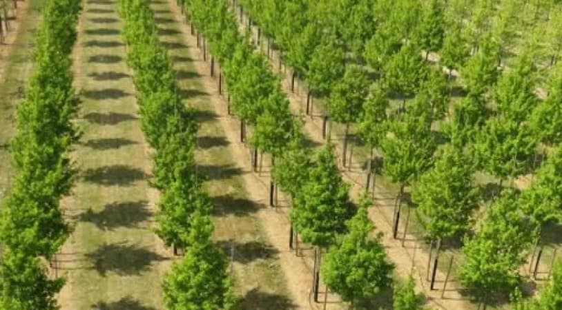 IYD: Green NGO launches portal to mobilize 560,000 youths for tree planting in Ogoni