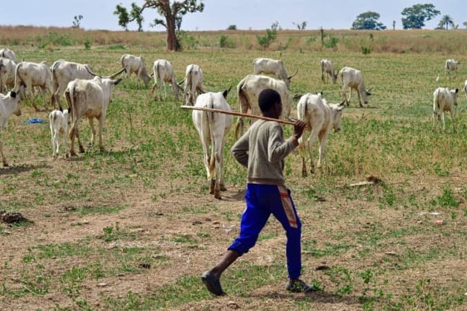 FG to revive grazing reserves, boost livestock — Minister