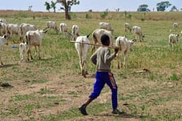 FG to revive grazing reserves, boost livestock — Minister