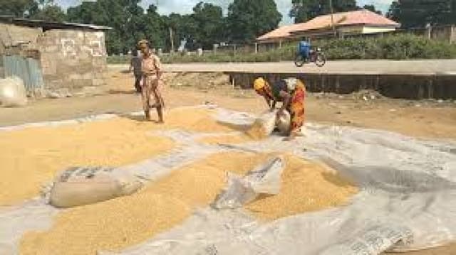 Local Production: Rice mills collapsing