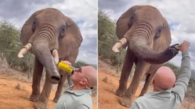 Tourist pouring beer down elephant's trunk in Kenya sparks anger