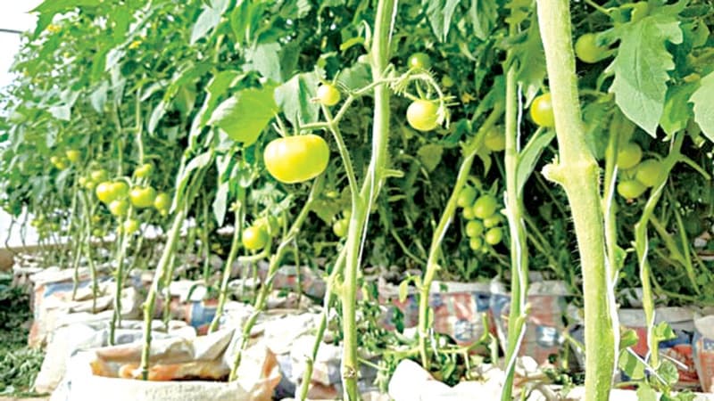 Nasarawa, Benue Women farmers embrace sack farming to feed families