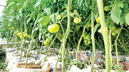 Nasarawa, Benue Women farmers embrace sack farming to feed families