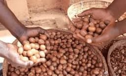 Shea nut prices plunge after Nigeria announces ban on exports