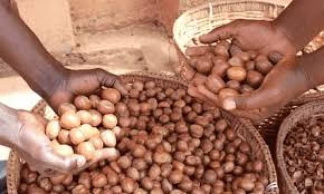 Shea nut prices plunge after Nigeria announces ban on exports