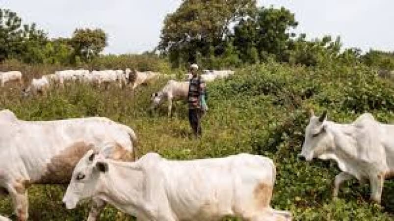 Open grazing conflicts claim 2,800 lives in 5 years