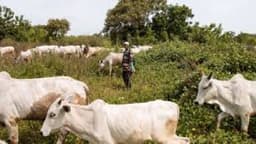 Open grazing conflicts claim 2,800 lives in 5 years