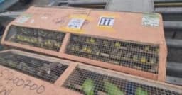 Customs intercept cargo of 1,620 extinct birds in Lagos