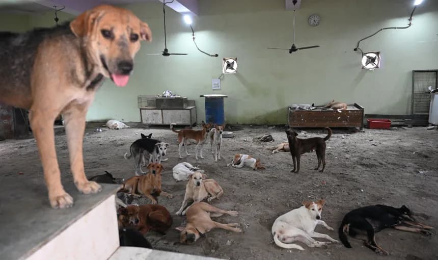 One million stray dogs in India’s capital regain the right to roam after legal battle with nation’s top court
