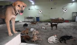 One million stray dogs in India’s capital regain the right to roam after legal battle with nation’s top court