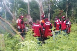 NDLEA destroys seven hectares of Cannabis in Kogi