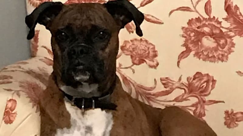 American woman in trouble for registering her dog to vote