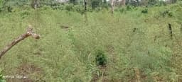 NDLEA arrests four, destroys 18,000kg of cannabis in Edo Forest